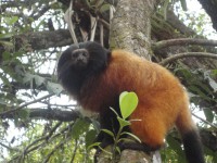 /album/galeria-de-photos-do-mico-le%c3%a3o-da-cara-preta/mico-le%c3%a3o-monk-lion-blak-face-jpg/